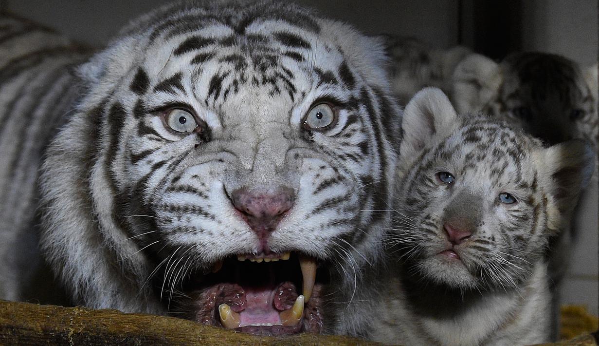  Foto  Anak Harimau  Putih Lucu  Gambar Ngetrend dan VIRAL