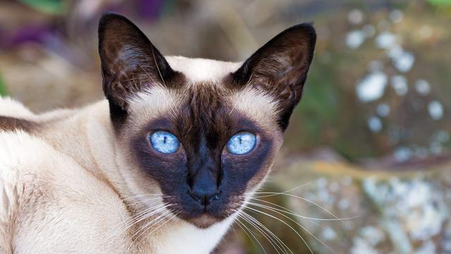Potret 14 Ras Kucing dengan Bulu Tak Mudah Rontok, Cocok jadi Hewan ...
