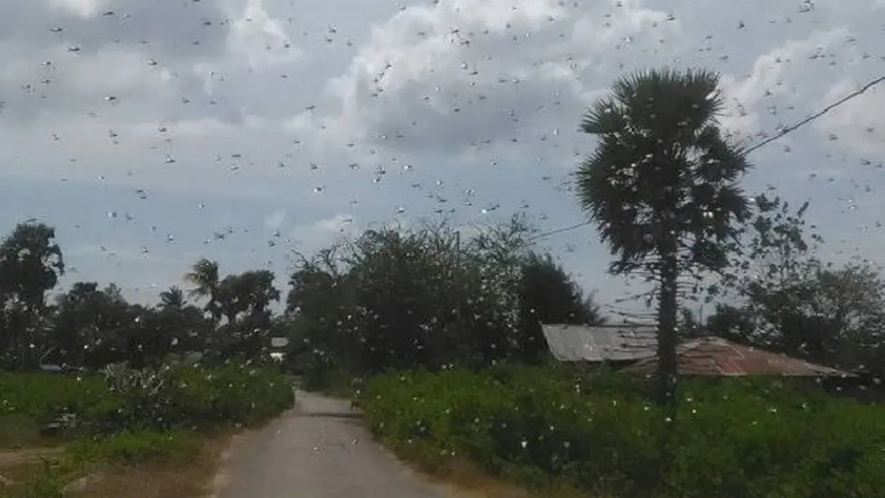 Belalang Kembara Tak Terkendali, Sumba Timur Tetapkan KLB