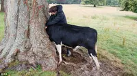 Entah bagaimana, kepala sapi ini bisa terjepit di pohon