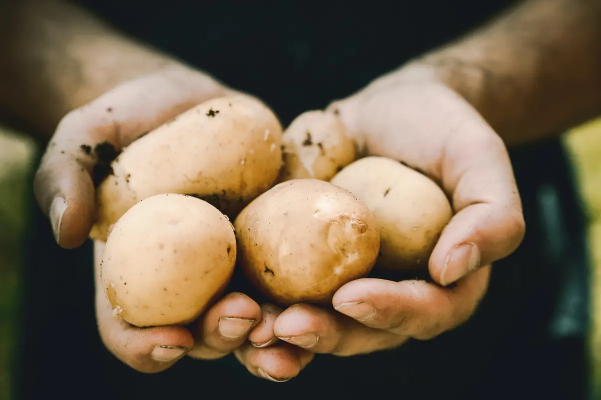 Kentang/dok. Unsplash Jeshoots
