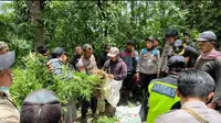 Polres Lumajang menemukan ladang ganja di lereng Gunung Semeru (Istimewa)