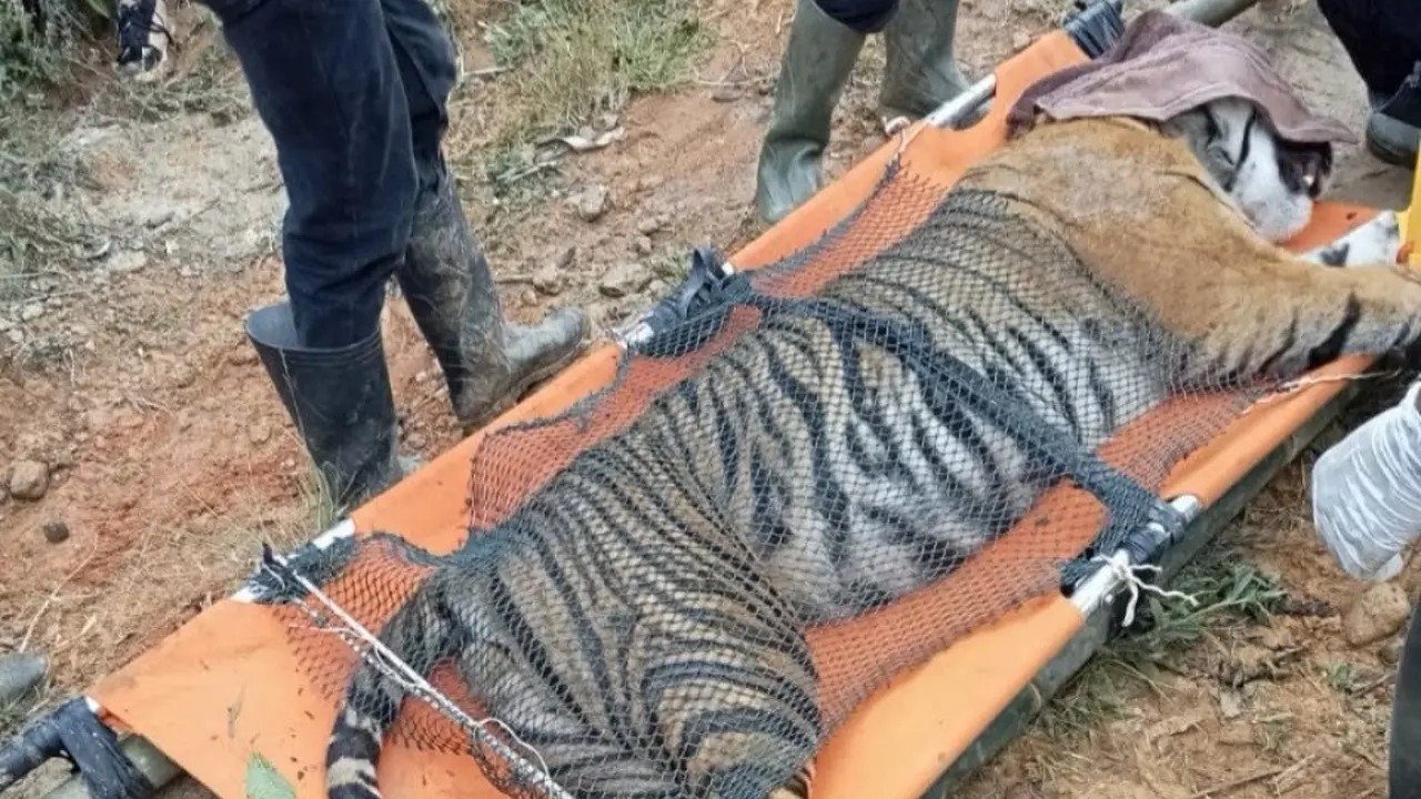 Harimau Sumatera dewasa yang masuk ke dalam kandang jebak di Lampung Barat itu mengalami dua luka jerat di bagian kaki dan pinggang.