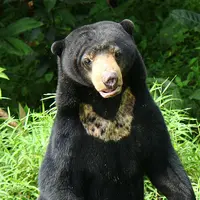 Beruang madu adalah beruang terkecil di dunia diantara jenis beruang lainnya | foto : istimewa