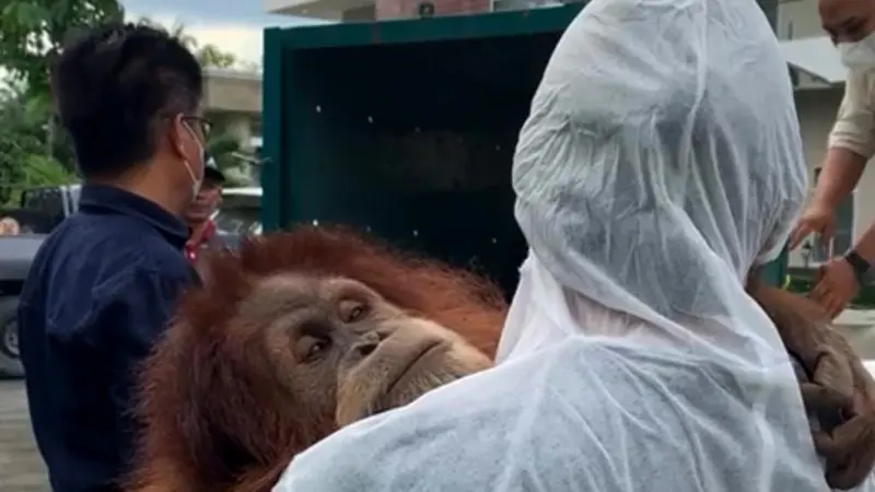 Temuan orangutan