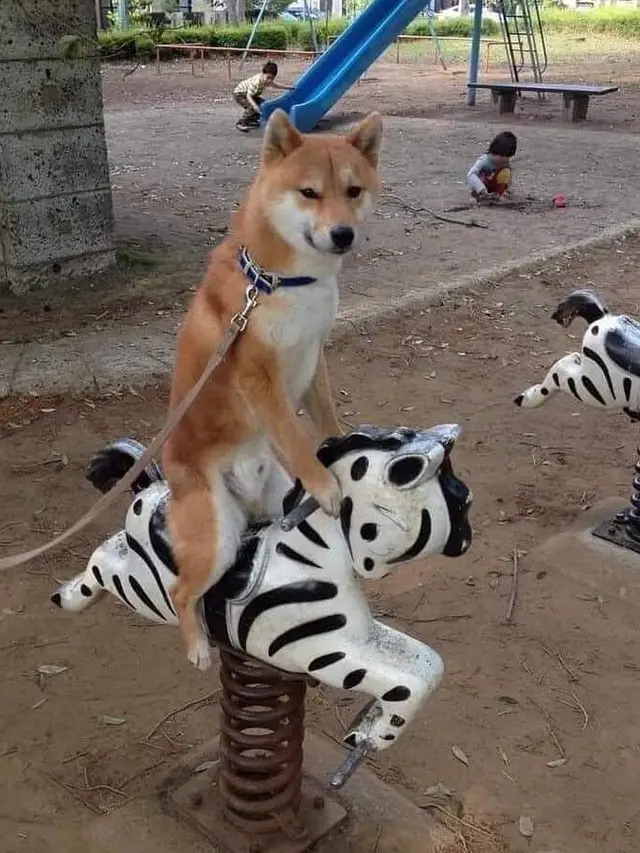 6 Kelakuan Nyeleneh Anjing Saat Main, Ada yang Buat Anak Nangis