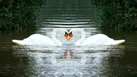 8 Animals That Become the Symbol of Love