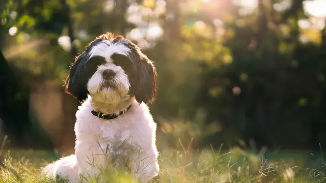 Shih Tzu