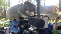 Seekor koala betina terekam sedang menjajal kamera milik suatu kantor berita.