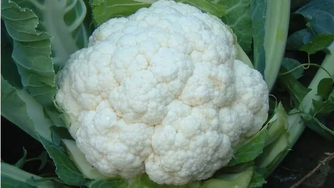 5 Manfaat Kalau Kamu Makan Kembang Kol Setiap Hari