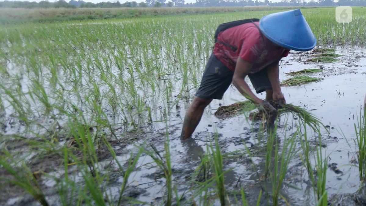 Cerita KKN UGM di Pulau Enggano, Panen Padi Gamagora pada Pertengahan Juni