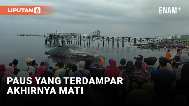 VIDEO: Bangkai Paus Akhirnya dipotong-potong untuk diteliti