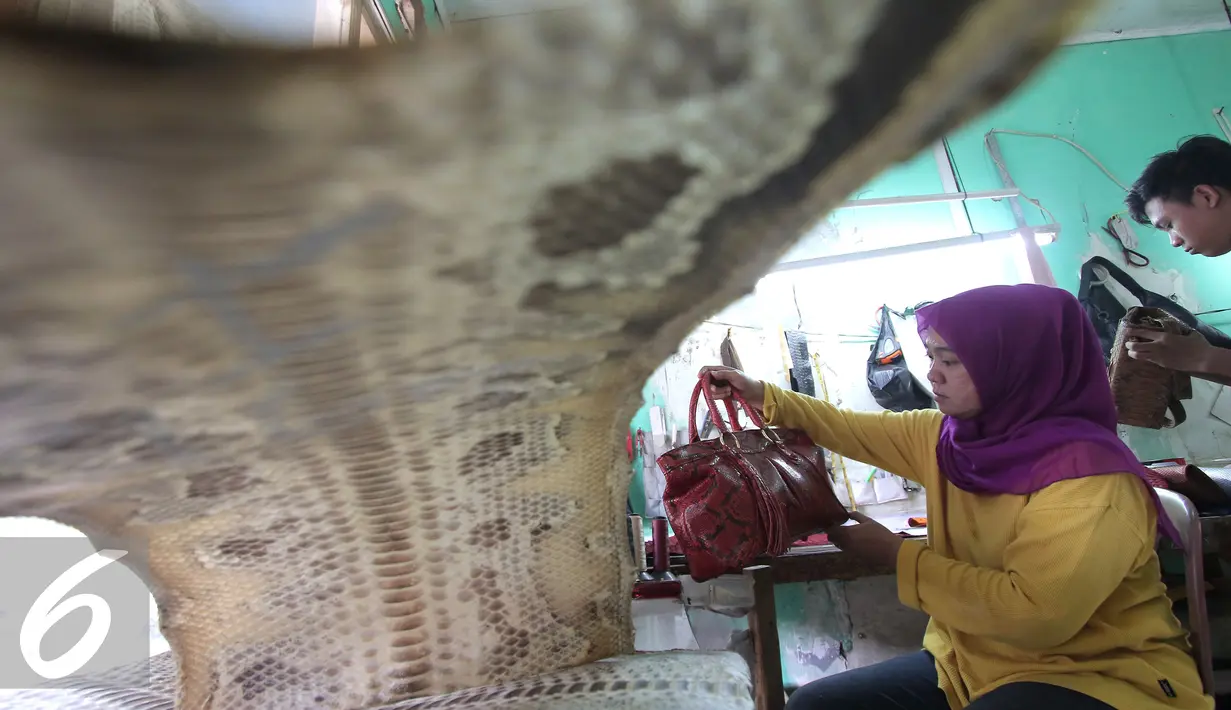 Pengunjung melihat tas berbahan dasar kulit ular di bengkel kerja di Cibitung, Jawa Barat, Selasa (12/4). Produk tas tersebut di ekspor ke beberapa negara yakni Singapura, korea dan rusia dll. (Liputan6.com/Angga Yuniar)