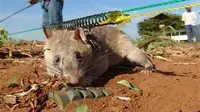 Dengan berat tubuh yang ringan dan penciuman tajam menjadikan tikus raksasa asal Afrika sebagai kandidat yang tepat dalam upaya melacak ranjau darat dengan cara mengendus. (Telegraph)