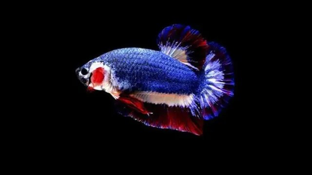 Punya Warna Mirip Bendera, Ikan Cupang Ini Terjual Rp 20,4 Juta