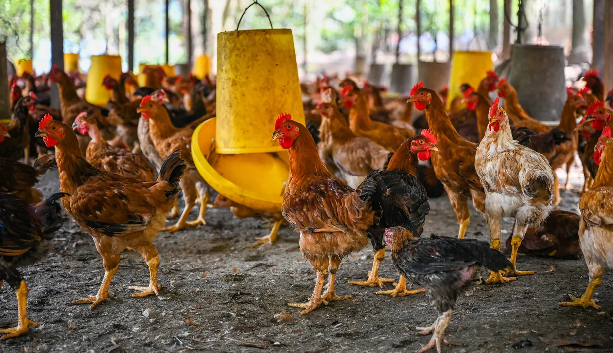 Ayam terlihat di peternakan unggas di Temerloh, Pahang, Malaysia, Selasa (31/5/2022). Perdana Menteri Malaysia Ismail Sabri Yaakob mengatakan pada 23 Mei, Malaysia akan menghentikan ekspor 3,6 juta ayam sebulan mulai 1 Juni dan seterusnya di tengah melonjaknya harga dan kekhawatiran pasokan. (Mohd RASFAN/AFP)