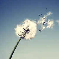 Bunga dandelion merupakan bunga yang unik dan sekarang jarang banget ditemui. Gambar GIF ini bikin kamu kangen pada bunga itu.