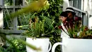 Para wisatawan mengamati tanaman pemakan serangga di Shanghai Botanical Garden, Shanghai, China, 11 Oktober 2020. Lebih dari 250 varietas tanaman pemakan serangga dipamerkan dalam Pameran Tanaman Pemakan Serangga ke-2. (Xinhua/Zhang Jiansong)