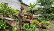 Ternak Lebah Kelulut untuk Pekarangan Rumah, Trik Panen Madu Melimpah