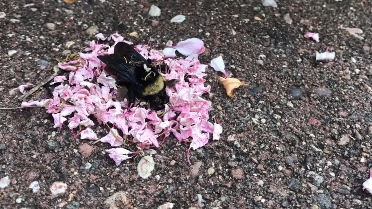 Viral, Video Semut Menguburkan Lebah Mati dengan Kelopak Bunga