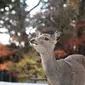 Foto yang diabadikan pada 9 Desember 2020 ini menunjukkan seekor rusa di Nara, Jepang. Rusa Nara, yang hidup berdekatan dengan manusia, menjadi salah satu simbol Kota Nara. Rusa Nara dilindungi sebagai monumen alam Jepang. (Xinhua/Du Xiaoyi)