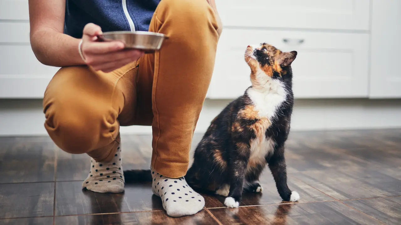 Waspadai 4 Kandungan Cat Food yang Bisa Ganggu Kesehatan Anabul