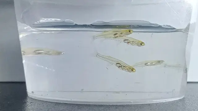 Ikan Kecil Bersuara Keras