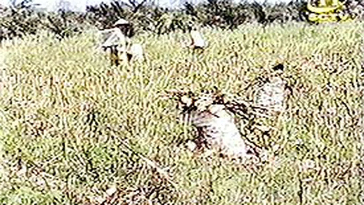 260901aJagung.jpg