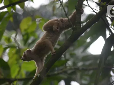 Satwa Kukang Jawa (Nycticebus javaicus) saat dilepasliarkan di kawasan Taman Nasional Halimun Salak, Jawa Barat, Sabtu (6/11/2021). Yayasan Inisiasi Alam Rehabilitasi Indonesia (YIARI) bersama TNGHS melepasliarkan 10 ekor Kukang Jawa ke habitat asalnya. (merdeka.com/Imam Buhori)