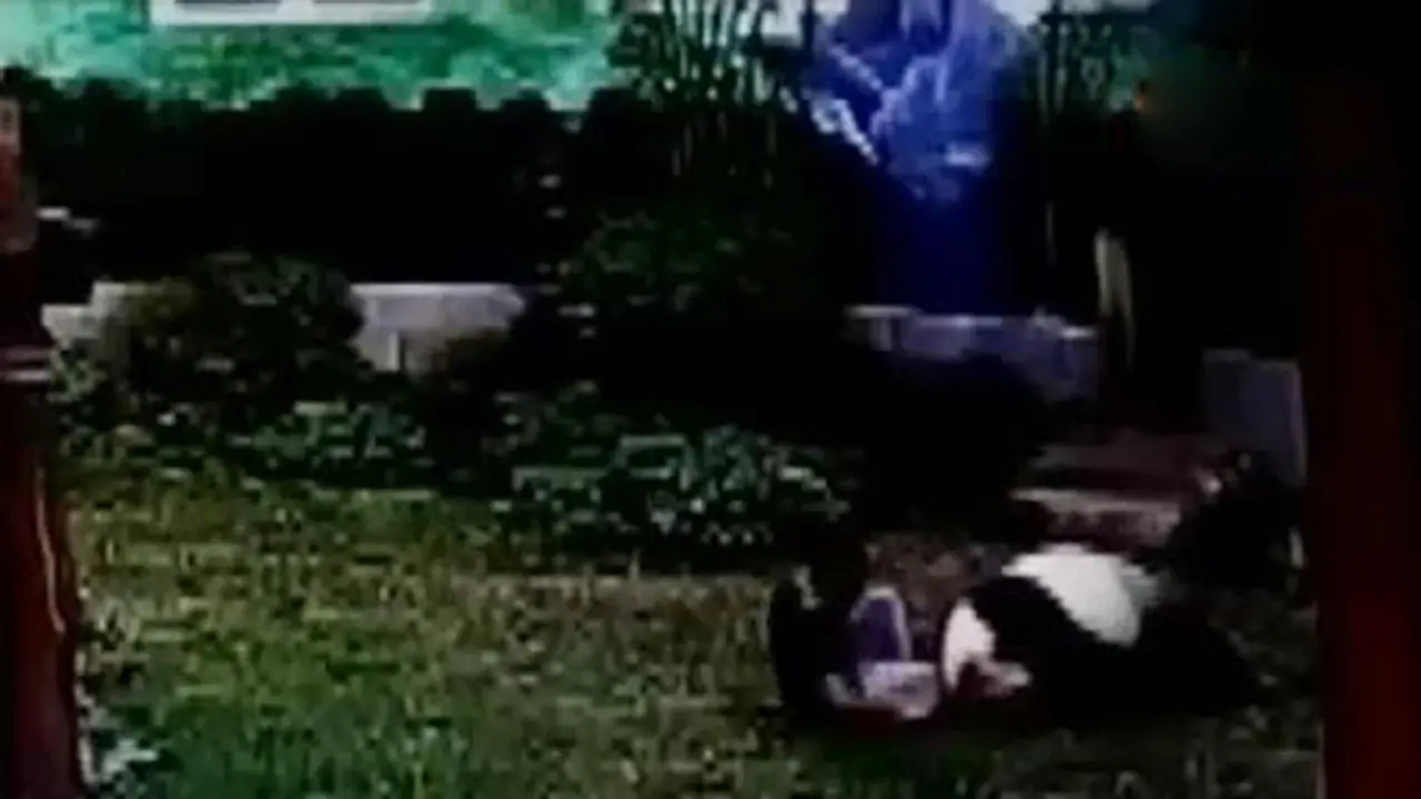 Pria Ditindih Panda