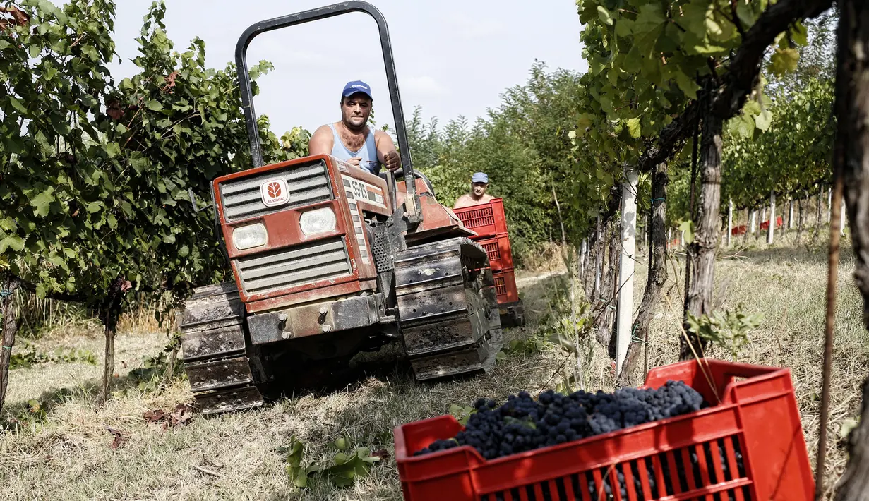 Pekerja mengumpulkan anggur saat panen Pinot Nero di Tenuta Castello di Neive Borgonovo, Italia barat laut (8/8). Panen anggur tahunan Italia, yang terbesar di dunia, dimulai paling awal dalam satu dekade. (AFP Photo/Marco Bertorello)