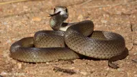 Brown Snake (Wikipedia)