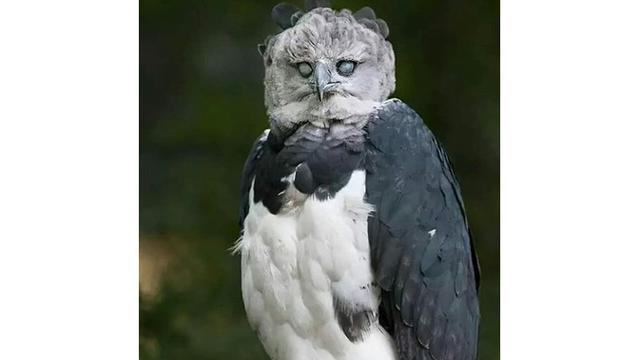61 Gambar Burung Elang Mudah Di Tiru Hd Terbaik Gambar Hewan
