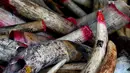 Gading gajah disita di dalam kontainer sebelum dimusnahkan di pusat Pengelolaan Limbah  Kualiti Alam di Port Dickson, Malaysia, Kamis (14/4/2016). (AFP PHOTO/MANAN Vatsyayana)
