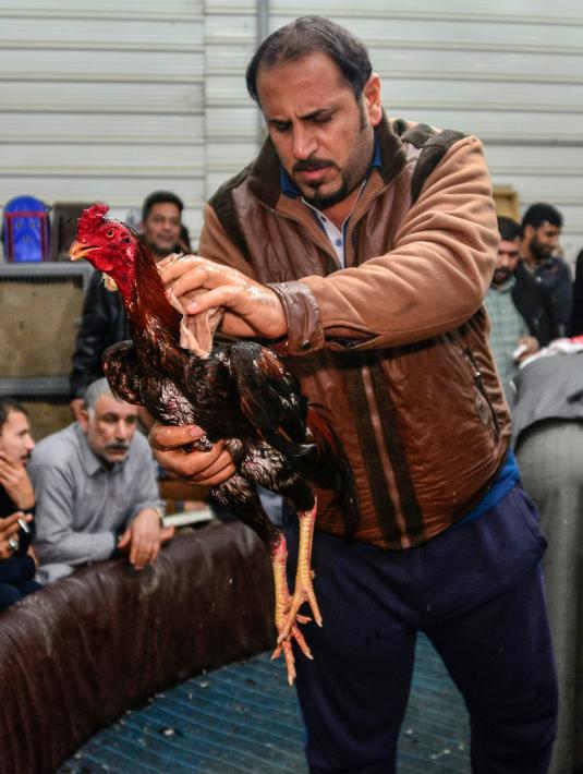 Pemilik membawa ayamnya masuk ke arena sabung ayam saat akan dipertandingkan di Kota Najaf, Irak, Sabtu (26/1). Pertandingan dapat berlangsung 1 hingga 1,5 jam. (Haidar HAMDANI/AFP)