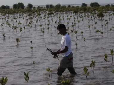Anggota Kelompok Tani Hutan Rapi Jaya Putra menanam bibit mangrove di Pantai Tiris, Pabean Ilir, Pasekan, Indramayu, Jawa Barat, Senin (7/10/2024). (Liputan6.com/Angga Yuniar)