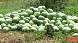 Citizen6, Riau: Masyarakat Dusun Sepadan Makmur, Desa Sei Meranti, Kecamatan Torgamba, Kabupaten Labuhan Batu Selatan, harus membayar 500 ribu untuk mengeluarkan hasil panen mereka lantaran terhalang oleh palang PT Sumatera Riang Lestari. (Pengirim: Nasir