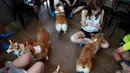 Anjing jenis Corgis bermain dengan pelanggan di kafe anjing bernama Corgi In The Garden di Bangkok, Thailand. Untuk menghindari 12 hewan lucu tersebut dari rasa tertekan, pengelola juga memberlakukan sistem waktu bermain. (REUTERS/Soe Zeya Tun)