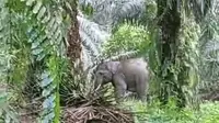 Gajah yang keluar dari habitatnya di Kabupaten Pelalawan karena bencana banjir. (Liputan6.com/Istimewa)