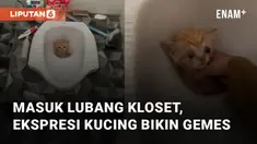 Seekor anak kucing terciduk masuk ke dalam lubang kloset mengundang perhatian