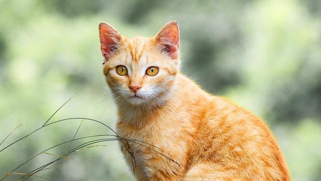 Orange Cat