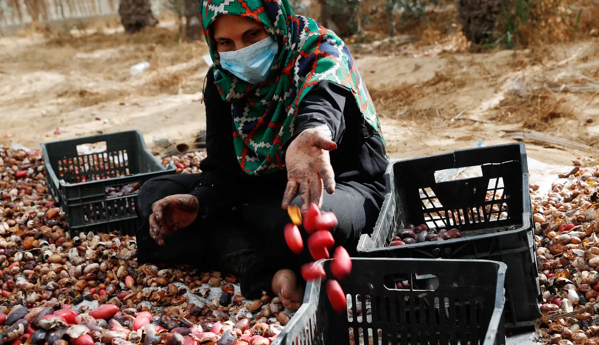 Seorang buruh tani menyortir kurma di sebuah ladang di Deir el-Balah, Jalur Gaza pada 1 Oktober 2020. Musim panen kurma biasanya dimulai awal Oktober, setelah musim hujan pertama. (AP Photo/Adel Hana)