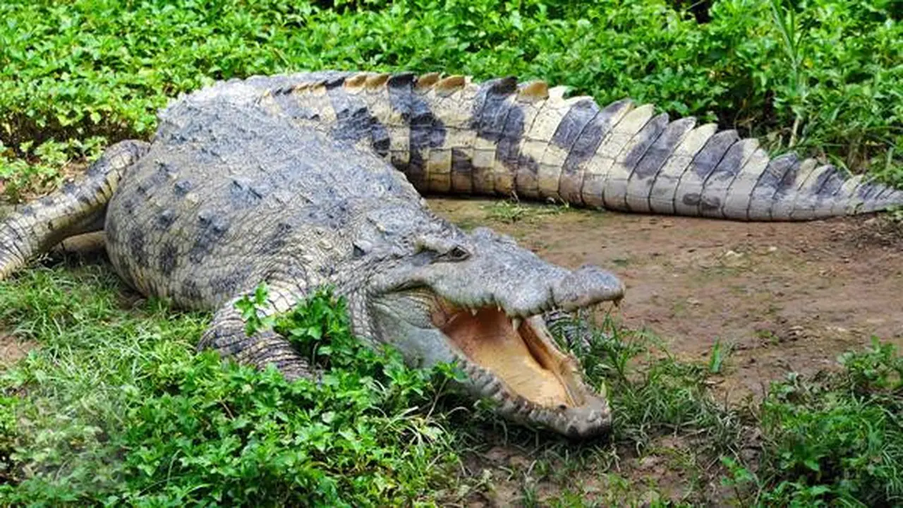 Buaya