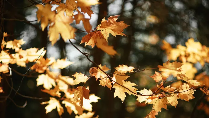 Dampak Autumn Equinox pada Zodiak