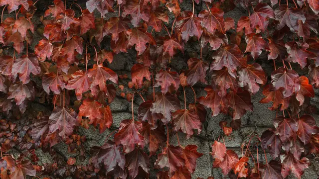 Virginia Creeper