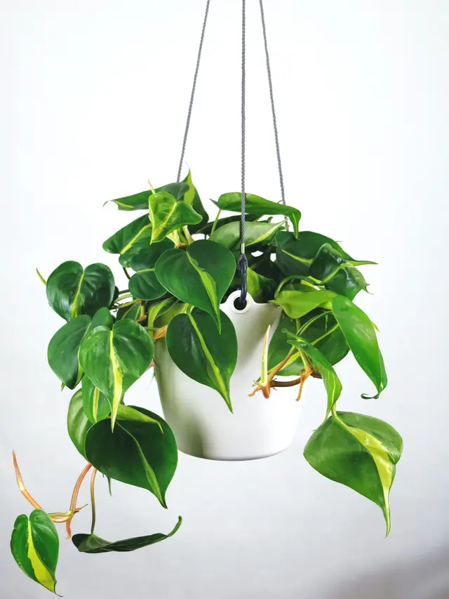 Philodendron hati