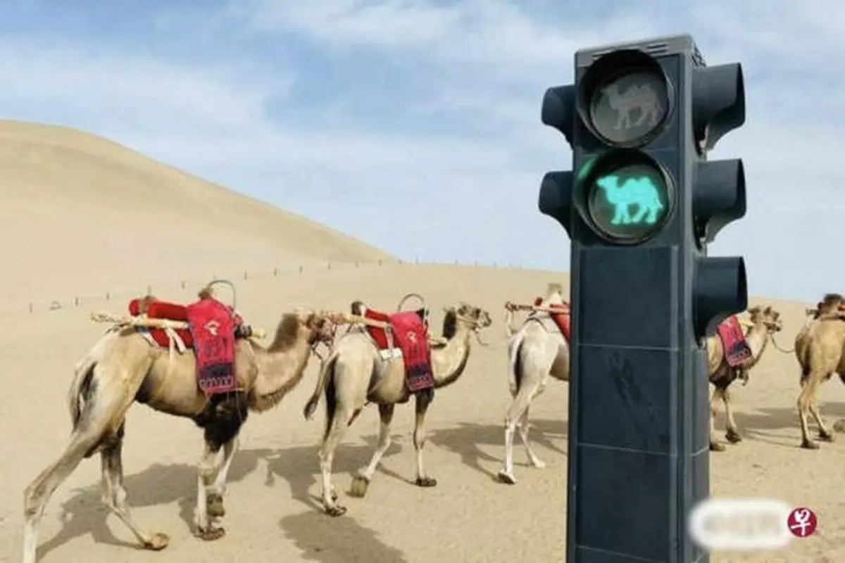 Lampu Lalu Lintas Khusus Unta