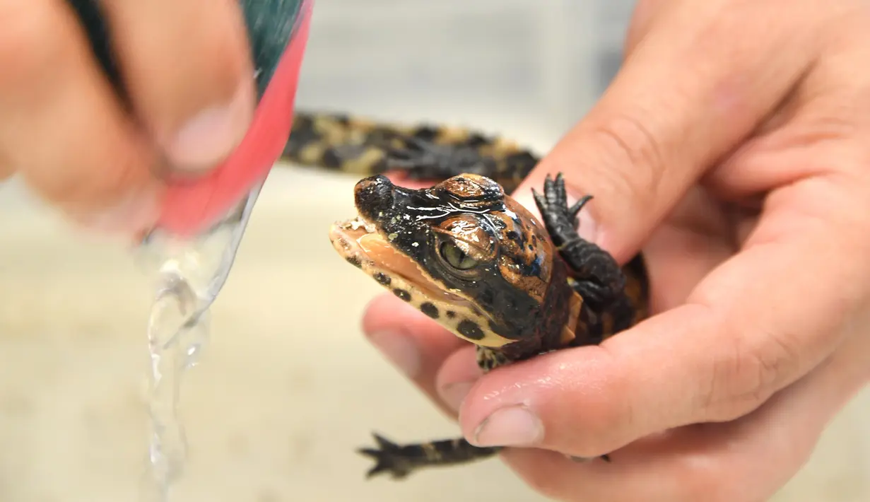 Petugas membersihkan seekor bayi buaya kerdil Afrika Barat yang baru menetas di taman botani Exotica Planet di Royan, Prancis, Senin (27/8). Buaya kerdil dari Afrika Barat kini masuk dalam daftar spesies terancam punah dunia. (AFP/MEHDI FEDOUACH)