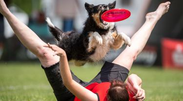 Aksi Ketangkasan Anjing Menangkap Frisbee di Kompetisi Tingkat Dunia