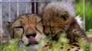 Bayi cheetah berinteraksi dengan induknya, Savannah, di Kebun Binatang Praha, Republik Ceko, Kamis (3/8). Lima ekor cheetah, 3 jantan dan 2 betina, dilahirkan pada 15 Mei 2017 lalu dan menambah total 64 cheetah di kebun binatang ini. (MICHAL CIZEK/AFP)